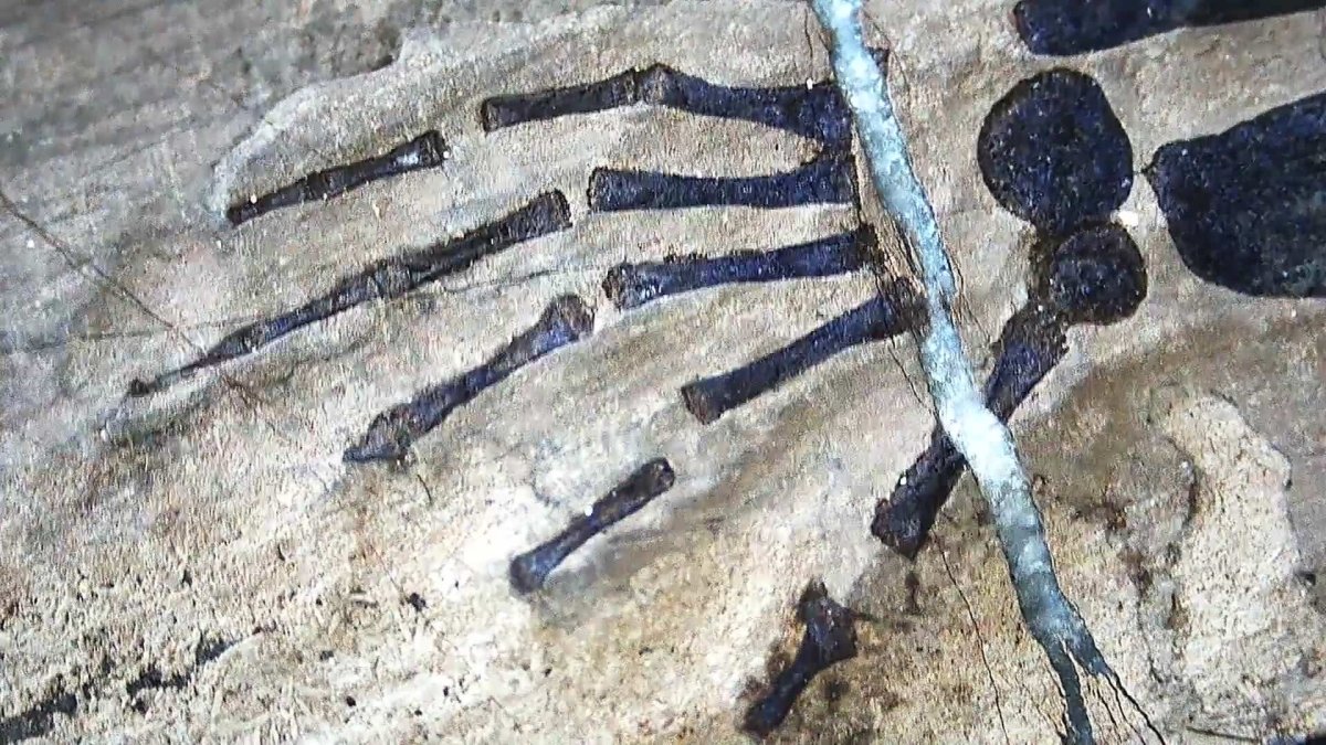 Keichousaurus hui Fossil Triassic Marine Reptile (8.27") from China - FossilsAndMore