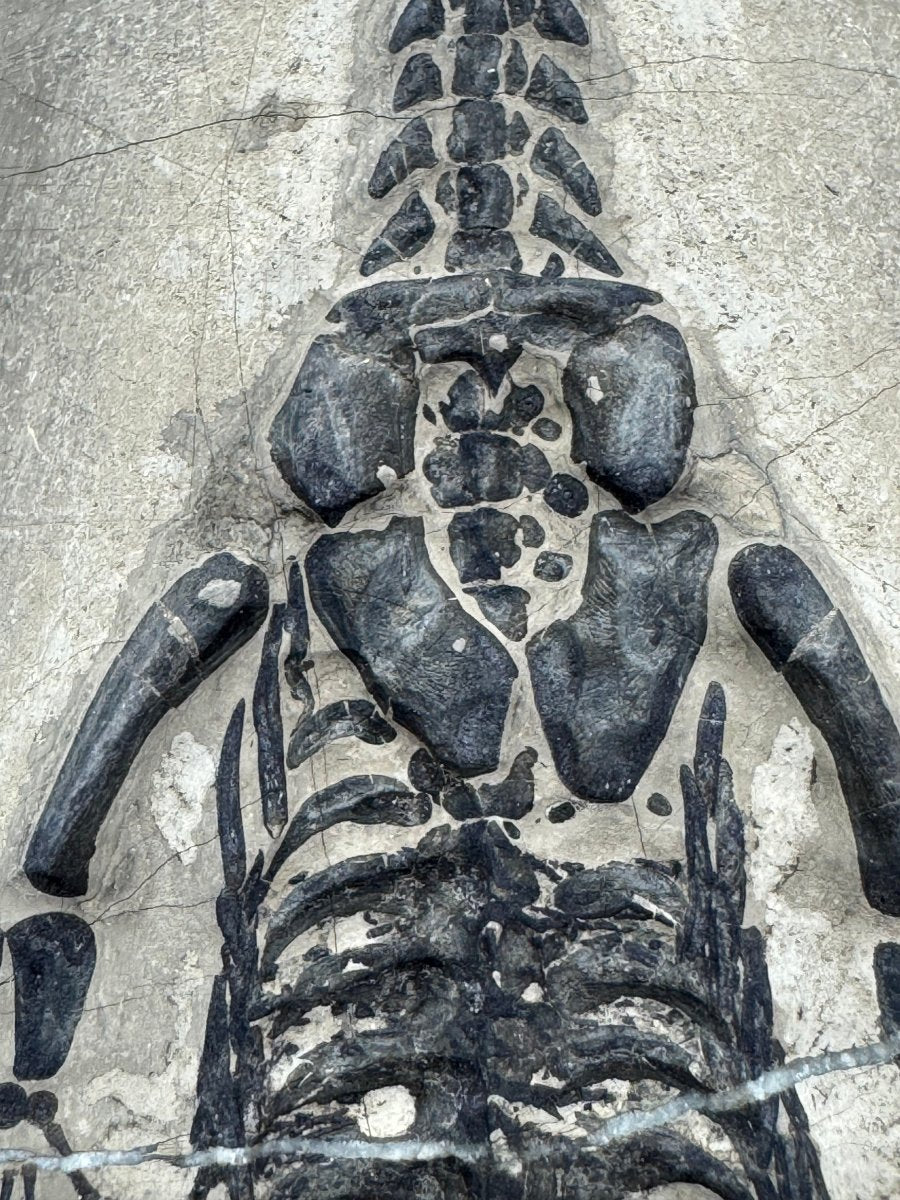 Keichousaurus hui Fossil Triassic Marine Reptile (8.27") from China - FossilsAndMore