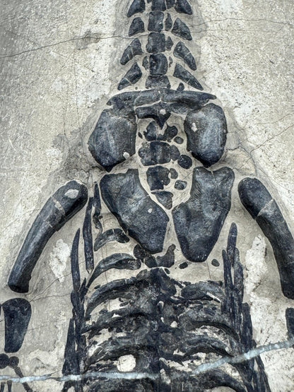 Keichousaurus hui Fossil Triassic Marine Reptile (8.27") from China - FossilsAndMore