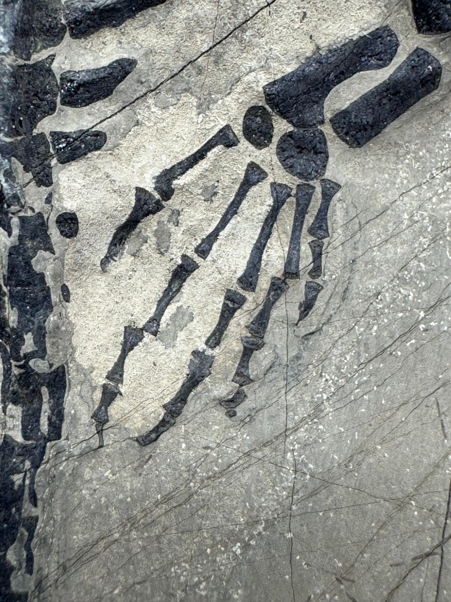 Keichousaurus hui Fossil Triassic Marine Reptile (8.27") from China - FossilsAndMore