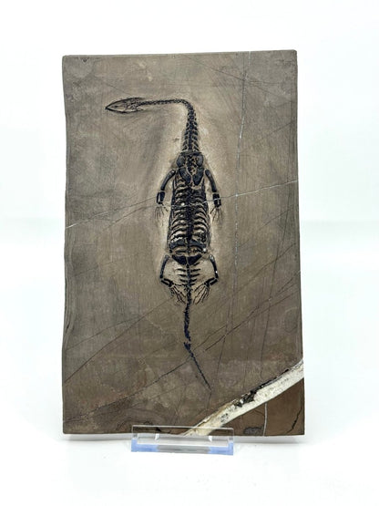 Keichousaurus hui Fossil Triassic Marine Reptile (8.27") from China - FossilsAndMore