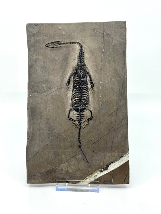 Keichousaurus hui Fossil Triassic Marine Reptile (8.27") from China - FossilsAndMore