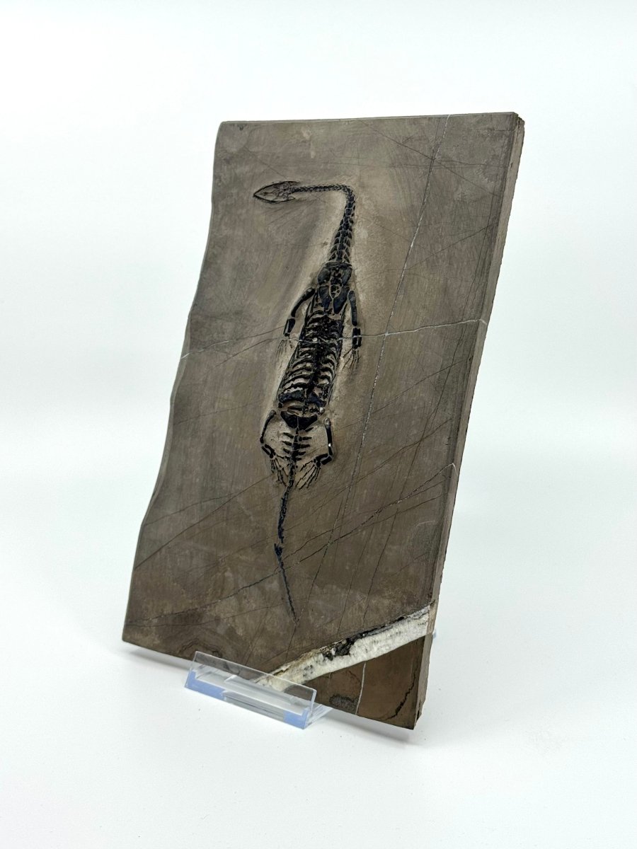 Keichousaurus hui Fossil Triassic Marine Reptile (8.27") from China - FossilsAndMore