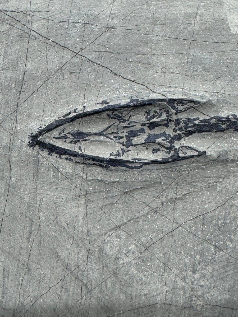 Keichousaurus hui Fossil Triassic Marine Reptile (8.27") from China - FossilsAndMore