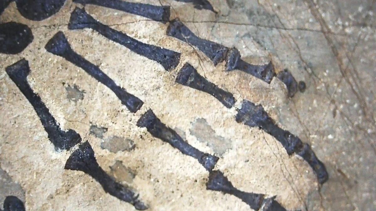 Keichousaurus hui Fossil Triassic Marine Reptile (8.27") from China - FossilsAndMore