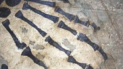 Keichousaurus hui Fossil Triassic Marine Reptile (8.27") from China - FossilsAndMore