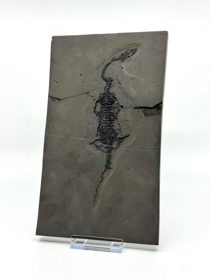 Keichousaurus hui Fossil Triassic Marine Reptile (8.45") from China - FossilsAndMore