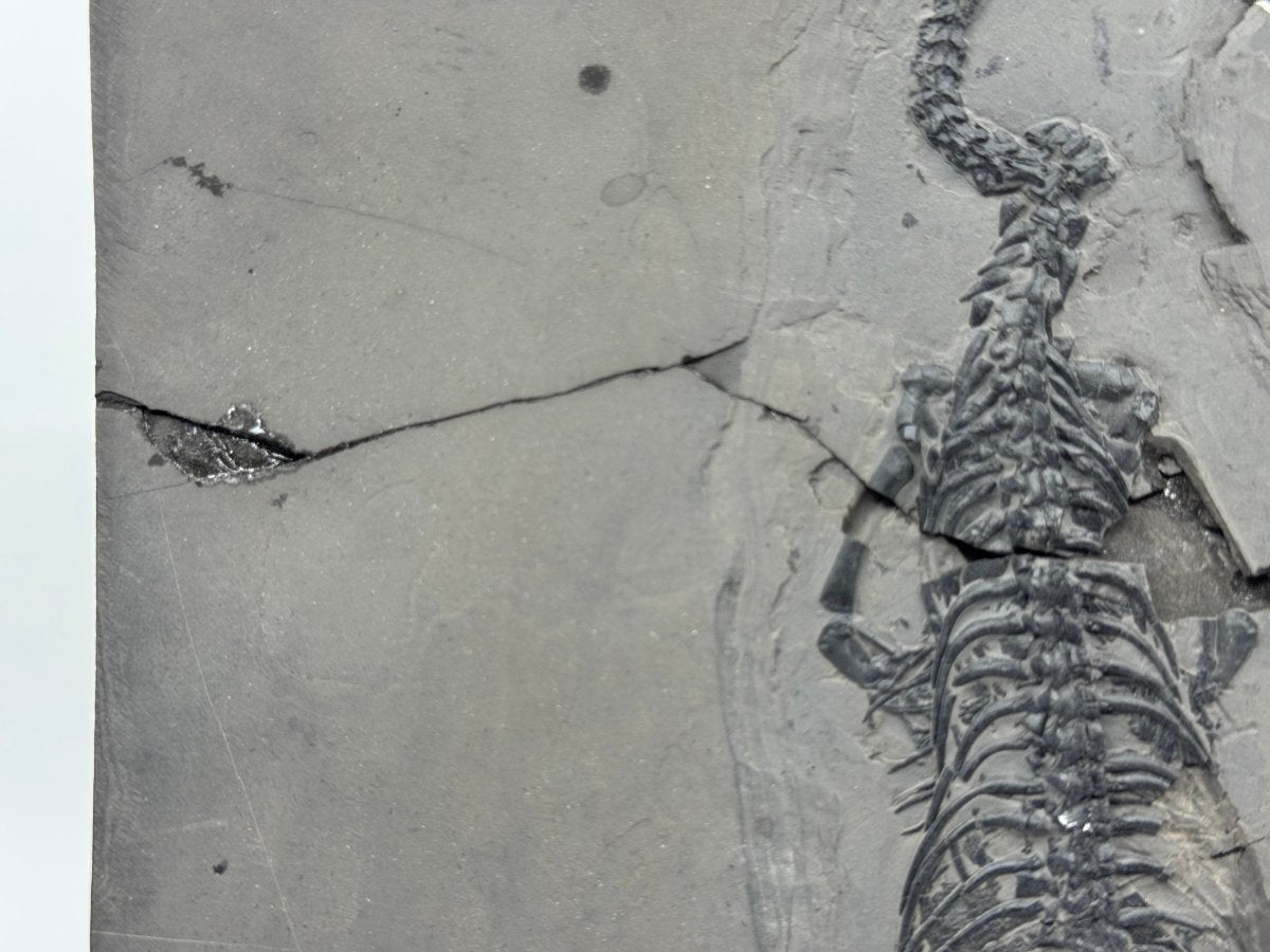 Keichousaurus hui Fossil Triassic Marine Reptile (8.45") from China - FossilsAndMore