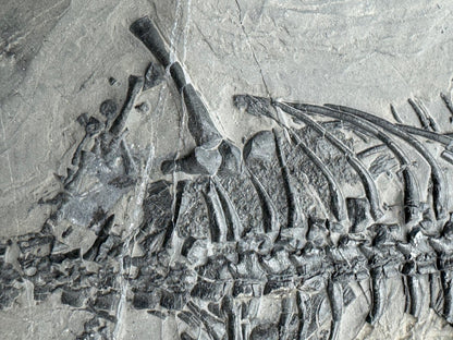 Keichousaurus hui Fossil Triassic Marine Reptile (8.45") from China - FossilsAndMore