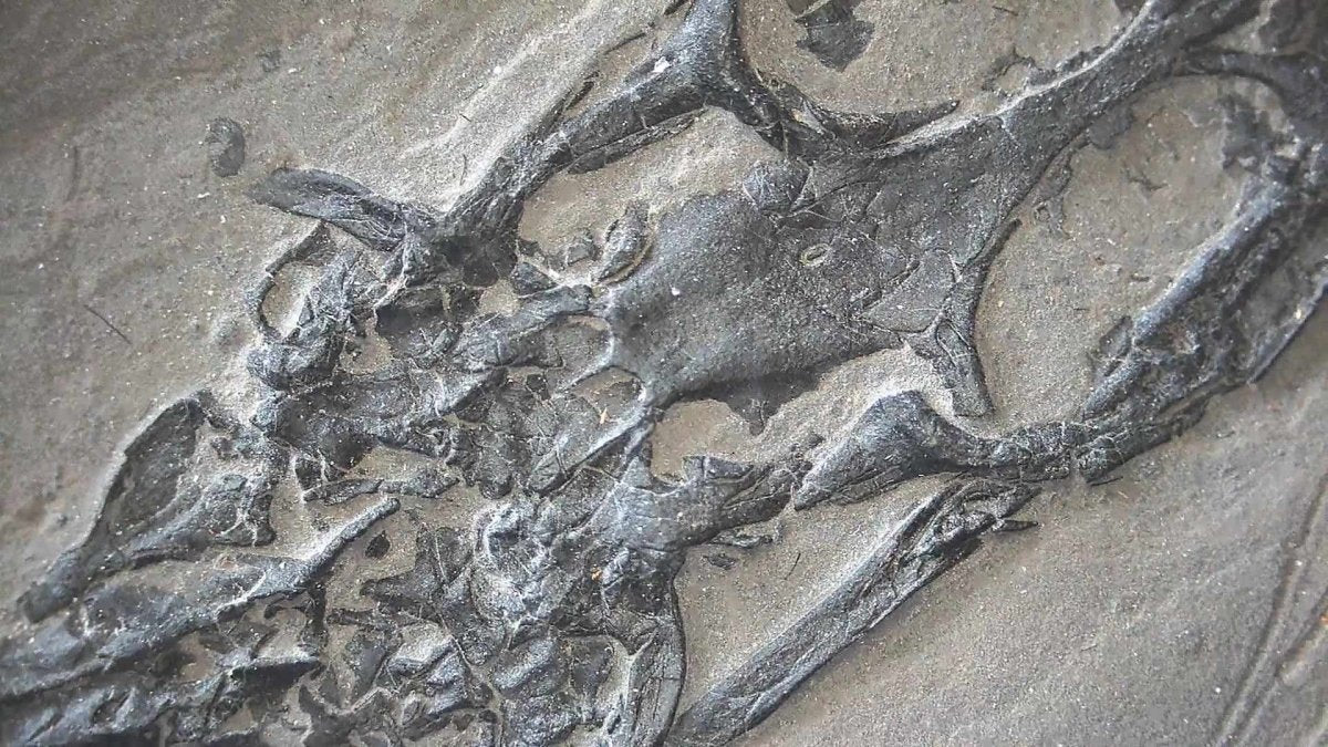 Keichousaurus hui Fossil Triassic Marine Reptile (8.45") from China - FossilsAndMore