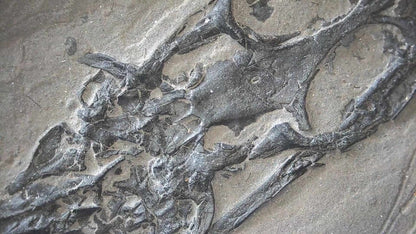 Keichousaurus hui Fossil Triassic Marine Reptile (8.45") from China - FossilsAndMore