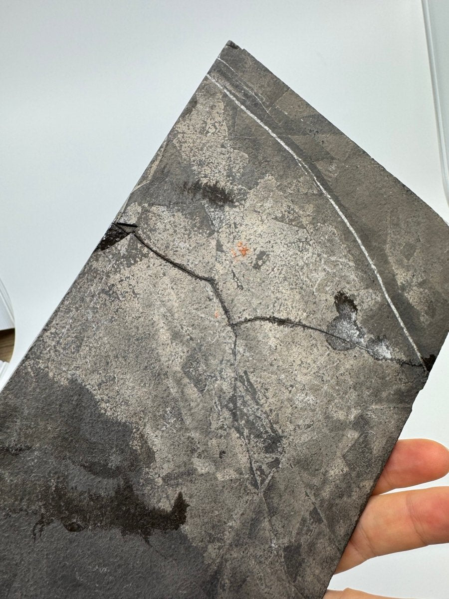 Keichousaurus hui Fossil Triassic Marine Reptile (8.45") from China - FossilsAndMore