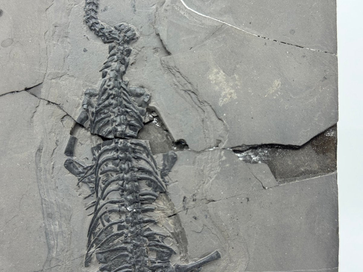 Keichousaurus hui Fossil Triassic Marine Reptile (8.45") from China - FossilsAndMore