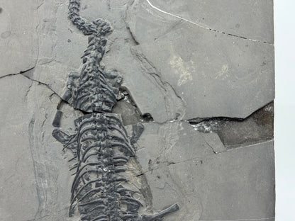 Keichousaurus hui Fossil Triassic Marine Reptile (8.45") from China - FossilsAndMore