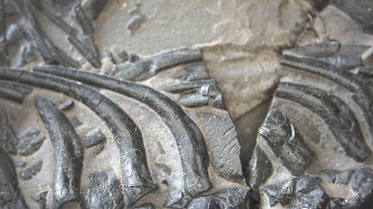 Keichousaurus hui Fossil Triassic Marine Reptile (8.45") from China - FossilsAndMore