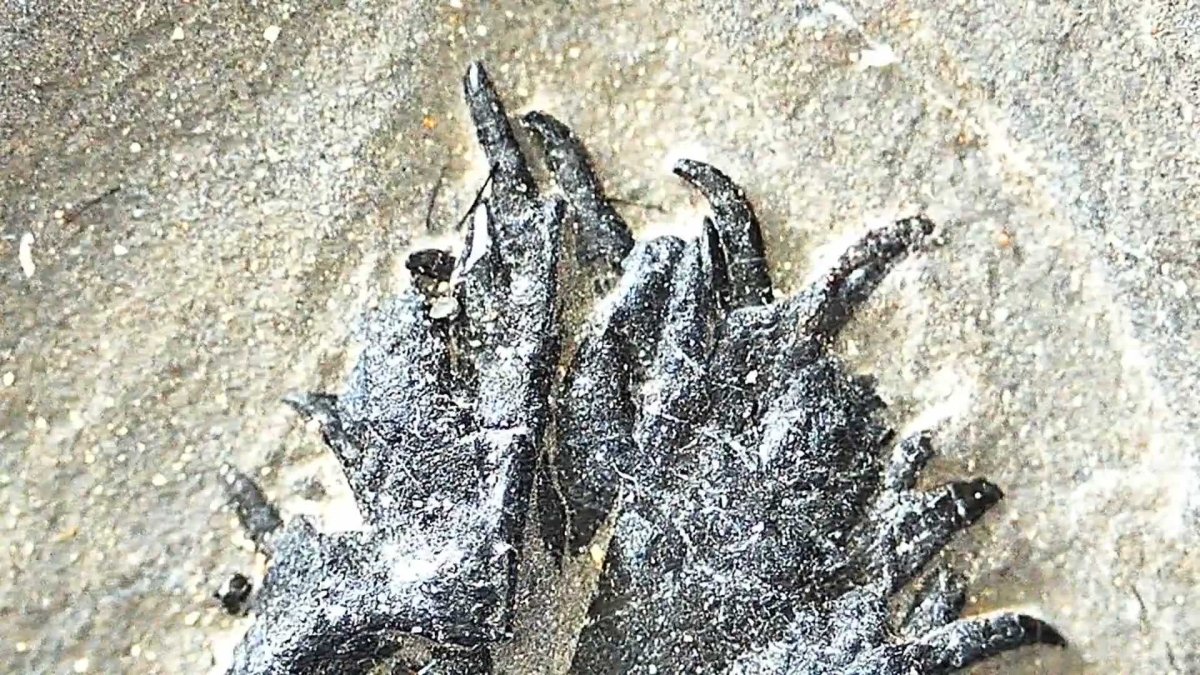 Keichousaurus hui Fossil Triassic Marine Reptile (8.45") from China - FossilsAndMore