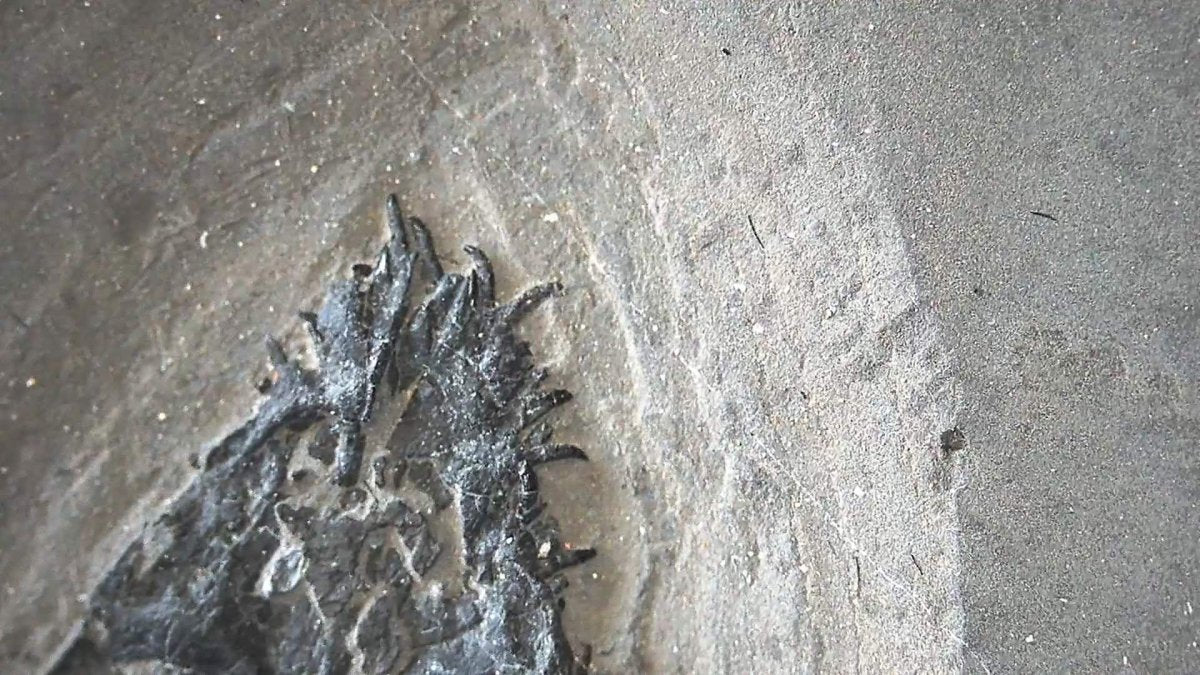 Keichousaurus hui Fossil Triassic Marine Reptile (8.45") from China - FossilsAndMore