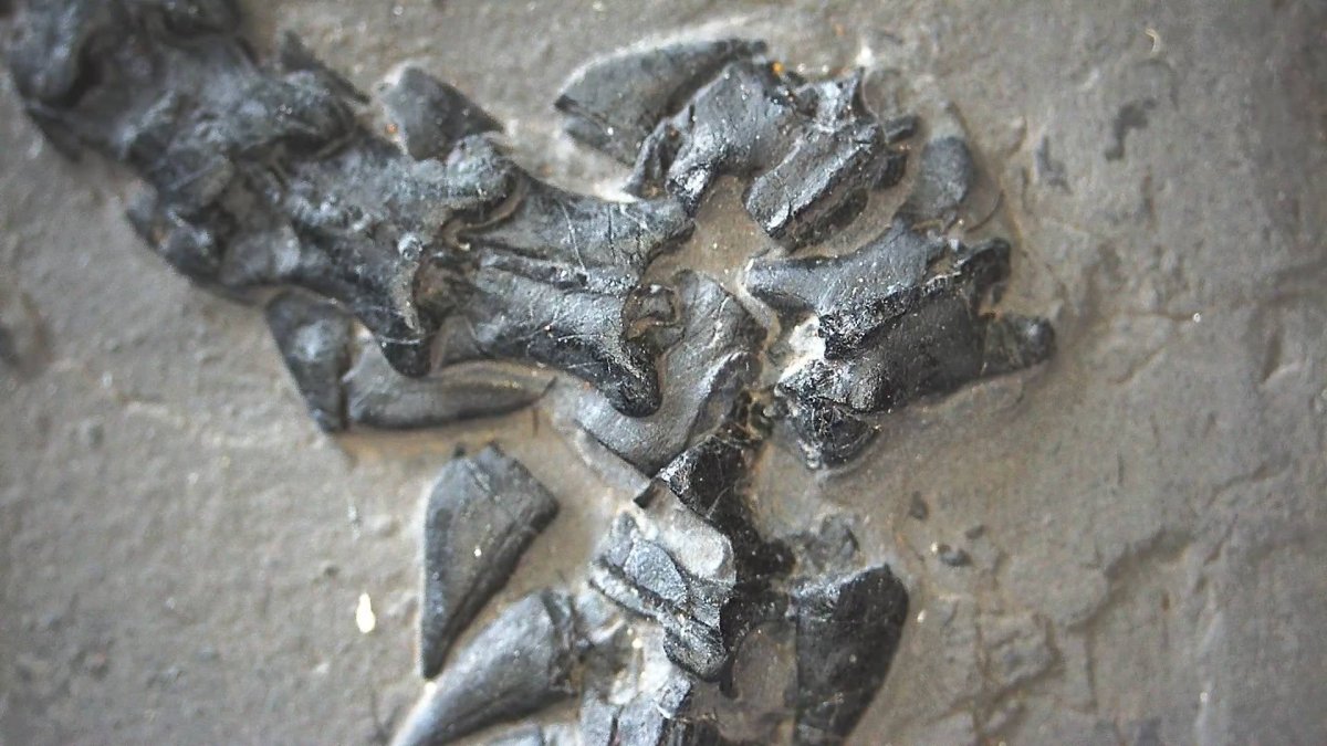 Keichousaurus hui Fossil Triassic Marine Reptile (8.45") from China - FossilsAndMore