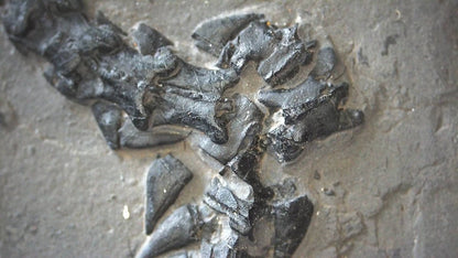 Keichousaurus hui Fossil Triassic Marine Reptile (8.45") from China - FossilsAndMore