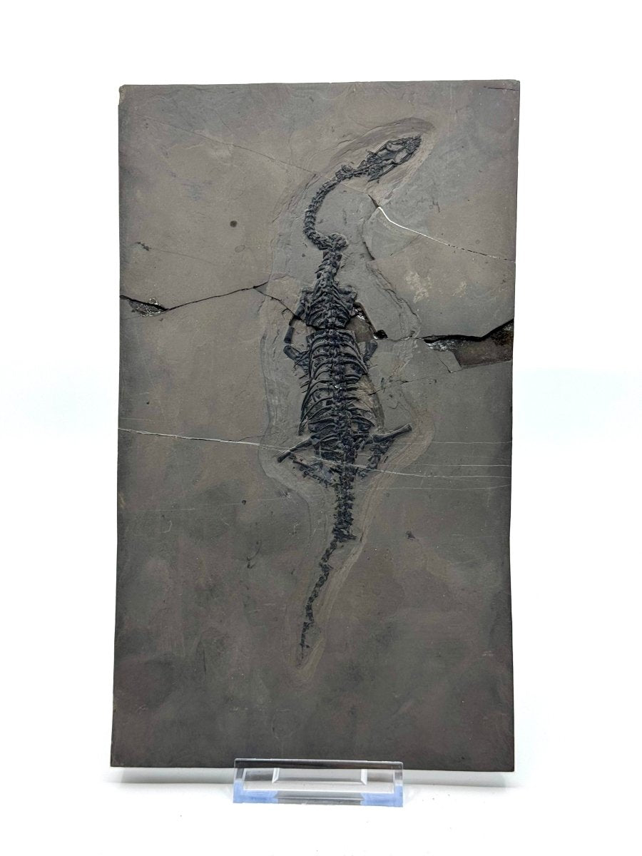 Keichousaurus hui Fossil Triassic Marine Reptile (8.45") from China - FossilsAndMore