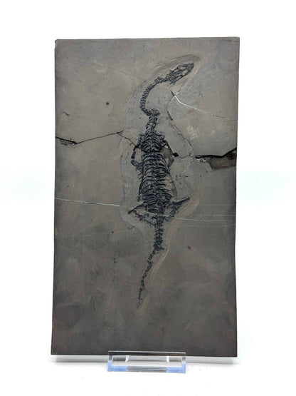 Keichousaurus hui Fossil Triassic Marine Reptile (8.45") from China - FossilsAndMore