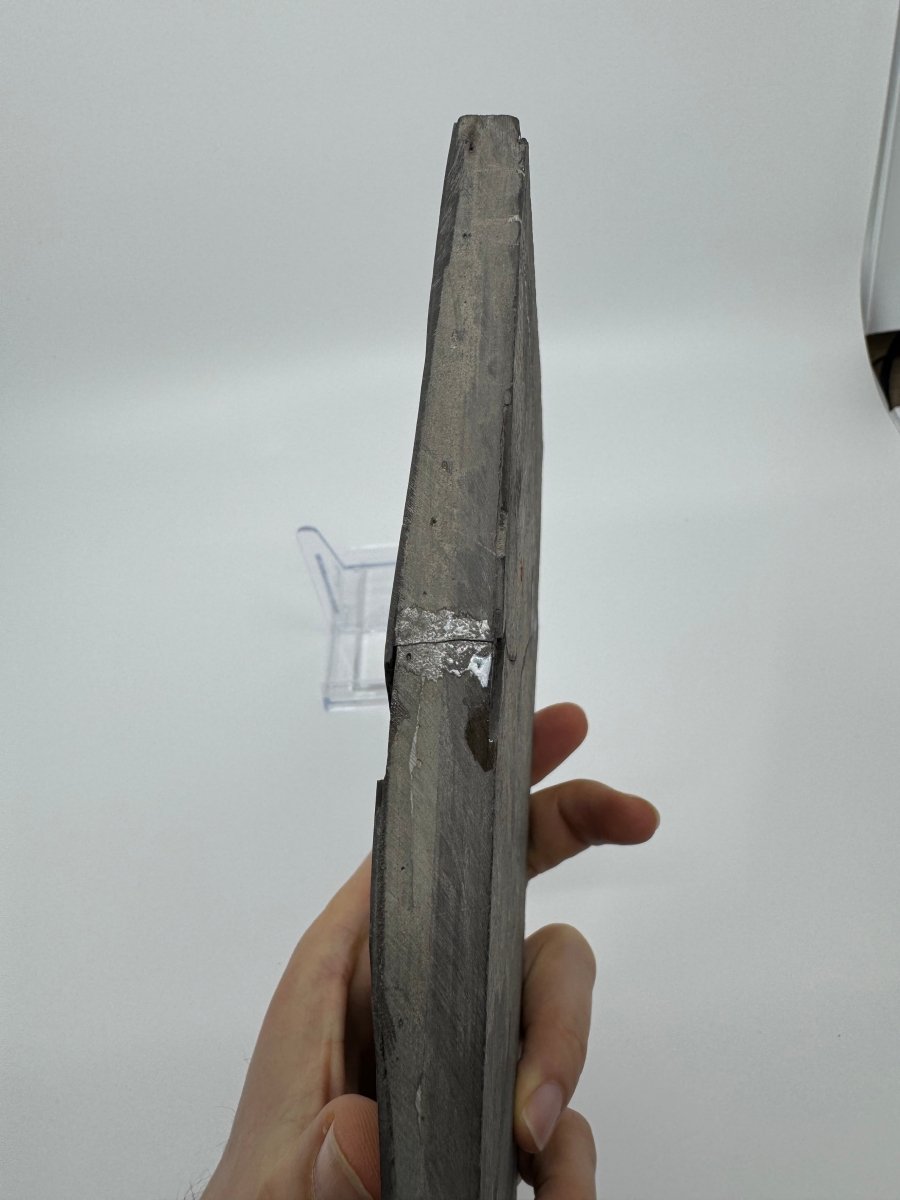 Keichousaurus hui Fossil Triassic Marine Reptile (8.45") from China - FossilsAndMore