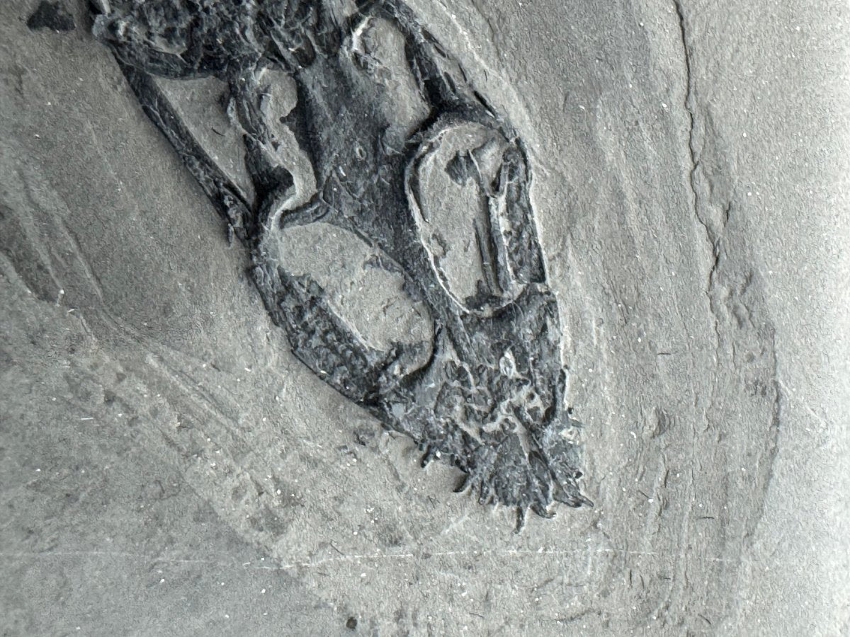 Keichousaurus hui Fossil Triassic Marine Reptile (8.45") from China - FossilsAndMore