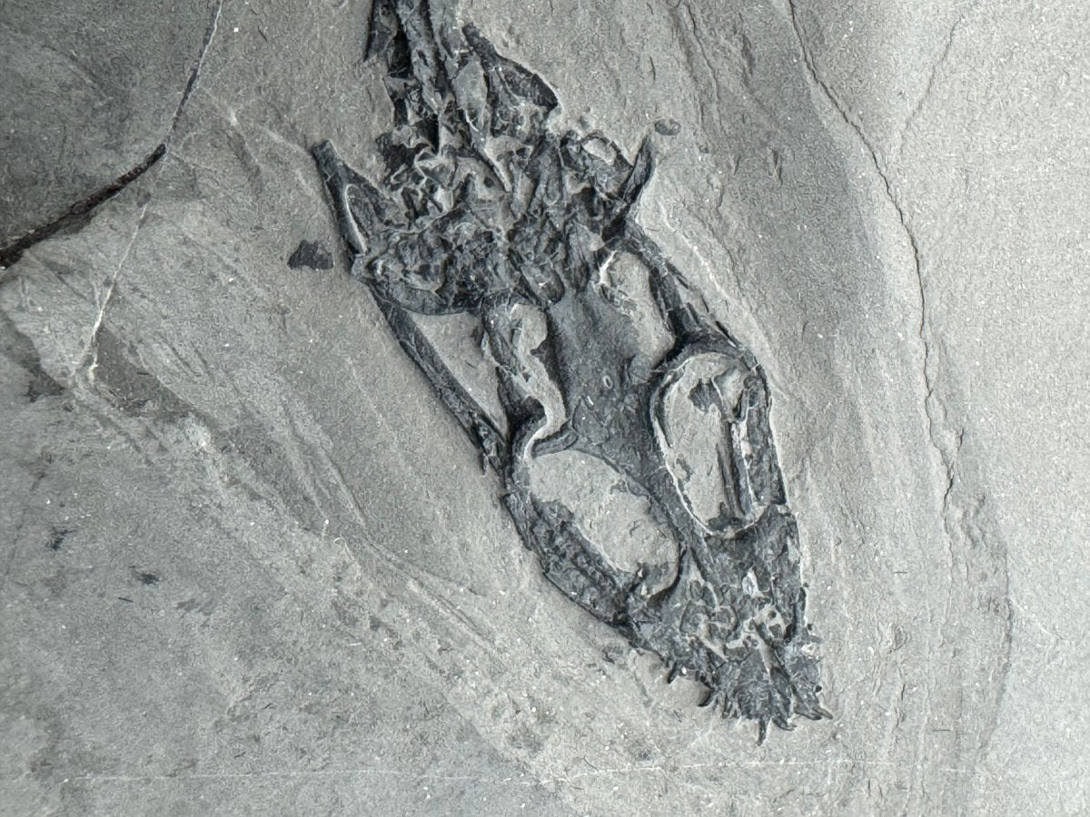 Keichousaurus hui Fossil Triassic Marine Reptile (8.45") from China - FossilsAndMore