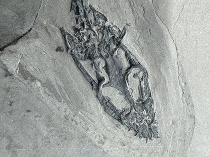 Keichousaurus hui Fossil Triassic Marine Reptile (8.45") from China - FossilsAndMore
