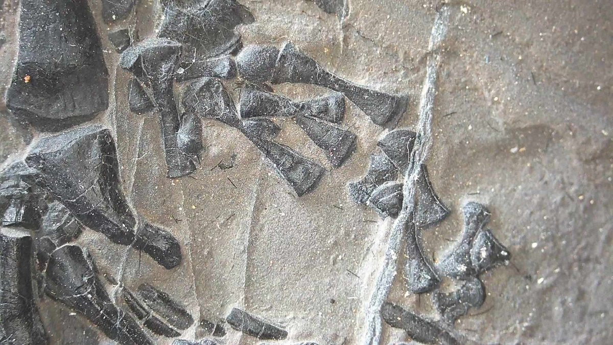 Keichousaurus hui Fossil Triassic Marine Reptile (8.45") from China - FossilsAndMore