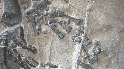 Keichousaurus hui Fossil Triassic Marine Reptile (8.45") from China - FossilsAndMore