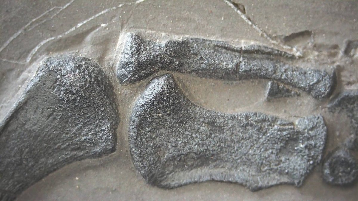 Keichousaurus hui Fossil Triassic Marine Reptile (9.44") from China - FossilsAndMore