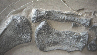Keichousaurus hui Fossil Triassic Marine Reptile (9.44") from China - FossilsAndMore