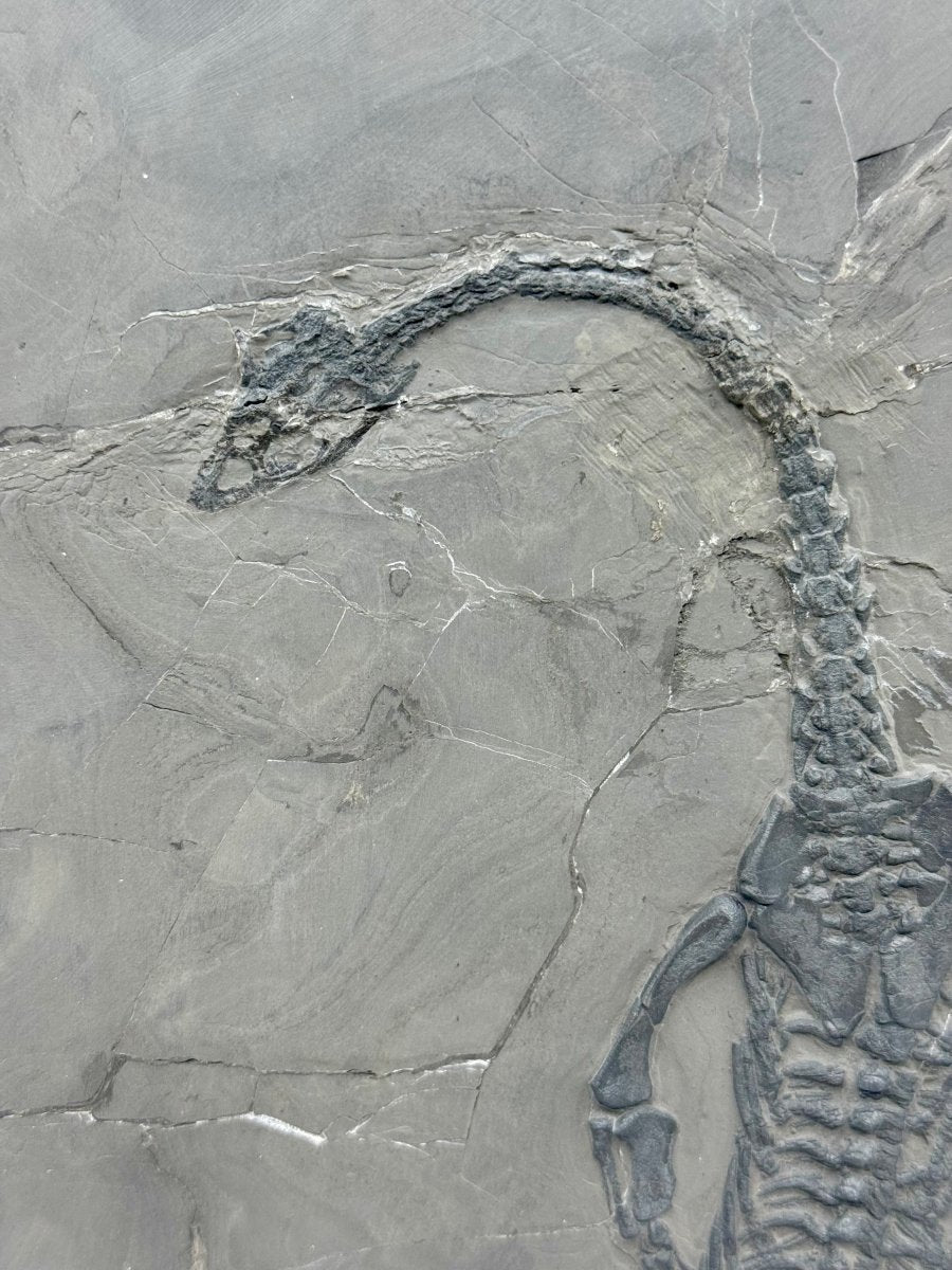 Keichousaurus hui Fossil Triassic Marine Reptile (9.44") from China - FossilsAndMore