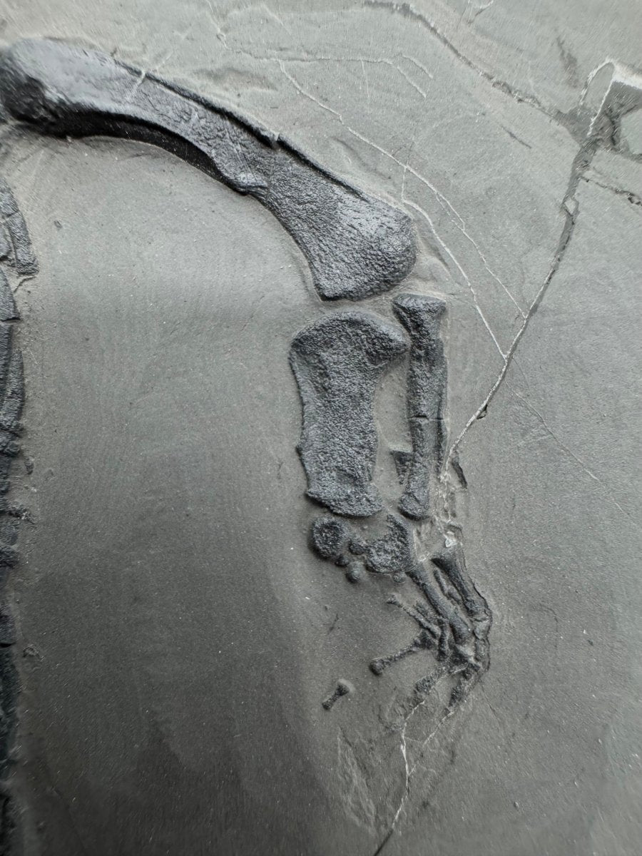 Keichousaurus hui Fossil Triassic Marine Reptile (9.44") from China - FossilsAndMore
