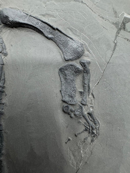 Keichousaurus hui Fossil Triassic Marine Reptile (9.44") from China - FossilsAndMore