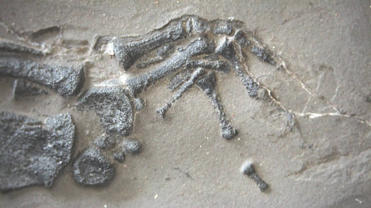 Keichousaurus hui Fossil Triassic Marine Reptile (9.44") from China - FossilsAndMore