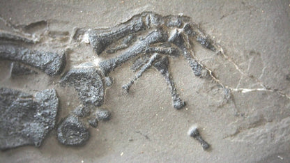 Keichousaurus hui Fossil Triassic Marine Reptile (9.44") from China - FossilsAndMore