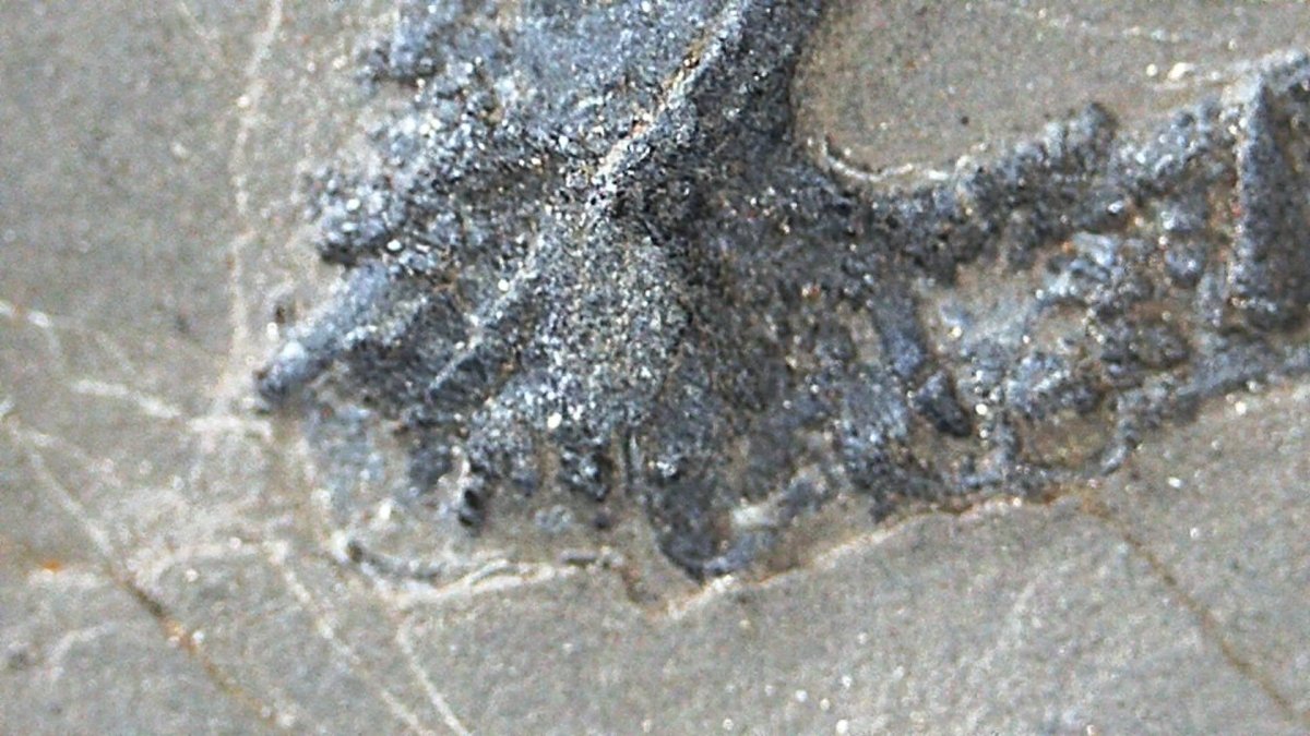 Keichousaurus hui Fossil Triassic Marine Reptile (9.44") from China - FossilsAndMore