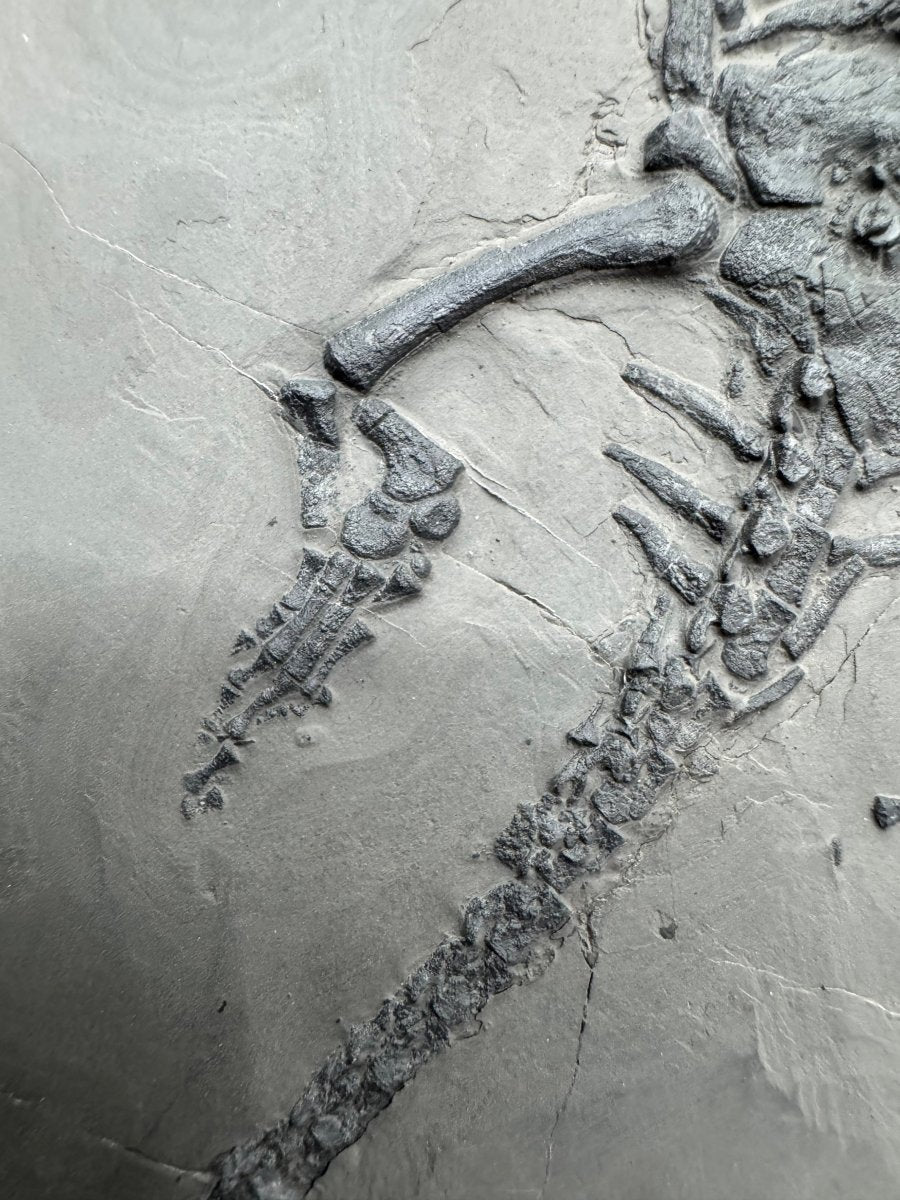 Keichousaurus hui Fossil Triassic Marine Reptile (9.44") from China - FossilsAndMore