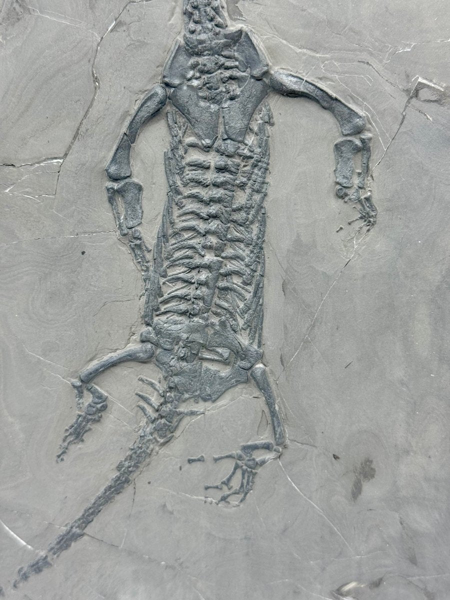 Keichousaurus hui Fossil Triassic Marine Reptile (9.44") from China - FossilsAndMore