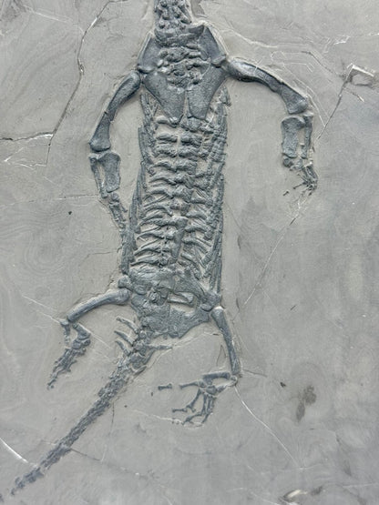 Keichousaurus hui Fossil Triassic Marine Reptile (9.44") from China - FossilsAndMore