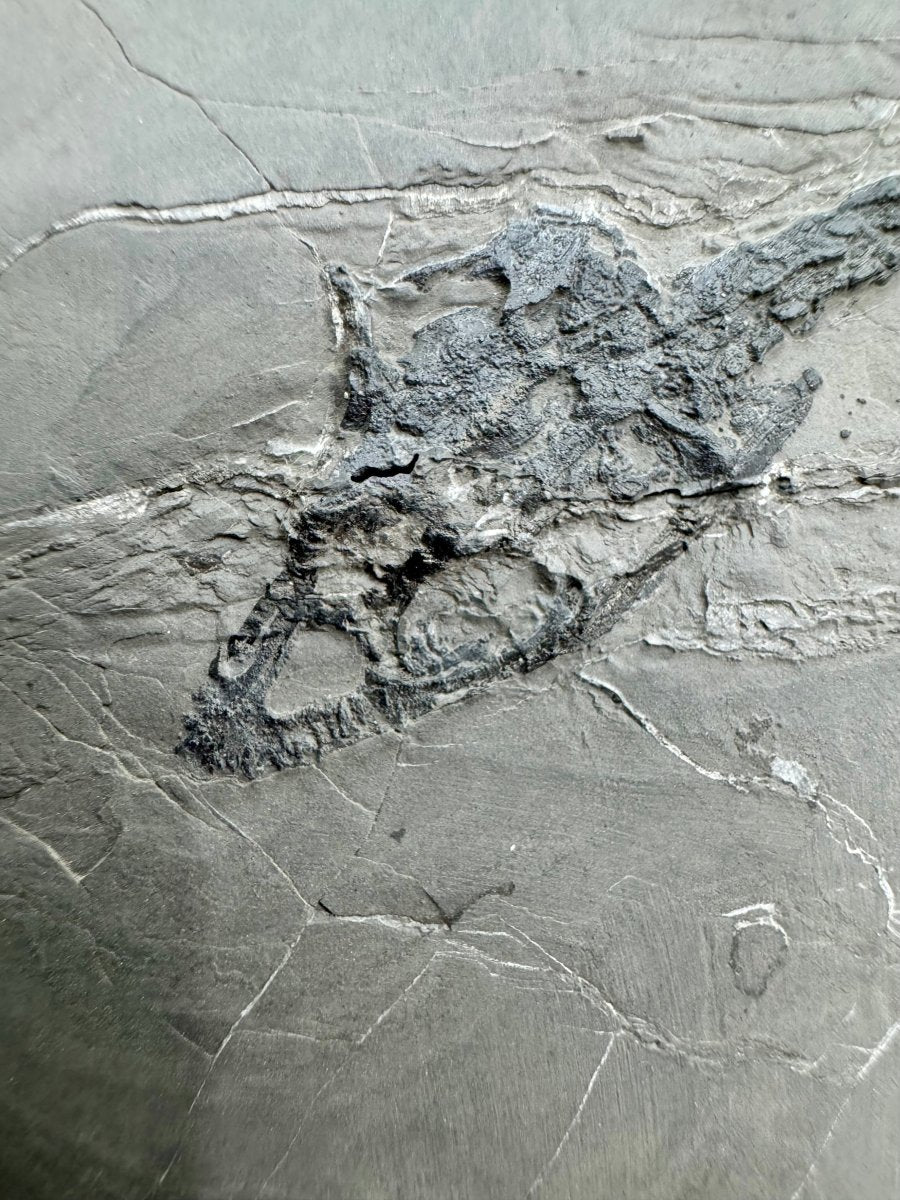 Keichousaurus hui Fossil Triassic Marine Reptile (9.44") from China - FossilsAndMore