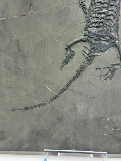 Keichousaurus hui Fossil Triassic Marine Reptile (9.44") from China - FossilsAndMore
