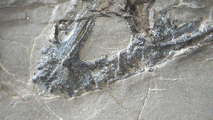 Keichousaurus hui Fossil Triassic Marine Reptile (9.44") from China - FossilsAndMore