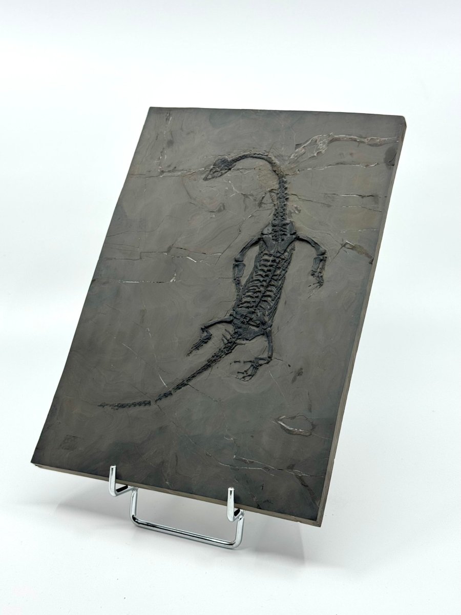 Keichousaurus hui Fossil Triassic Marine Reptile (9.44") from China - FossilsAndMore