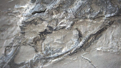 Keichousaurus hui Fossil Triassic Marine Reptile (9.44") from China - FossilsAndMore