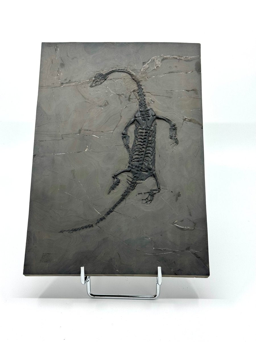 Keichousaurus hui Fossil Triassic Marine Reptile (9.44") from China - FossilsAndMore