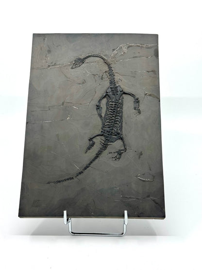 Keichousaurus hui Fossil Triassic Marine Reptile (9.44") from China - FossilsAndMore