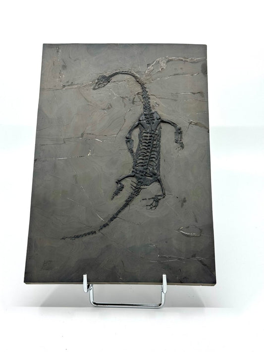 Keichousaurus hui Fossil Triassic Marine Reptile (9.44") from China - FossilsAndMore